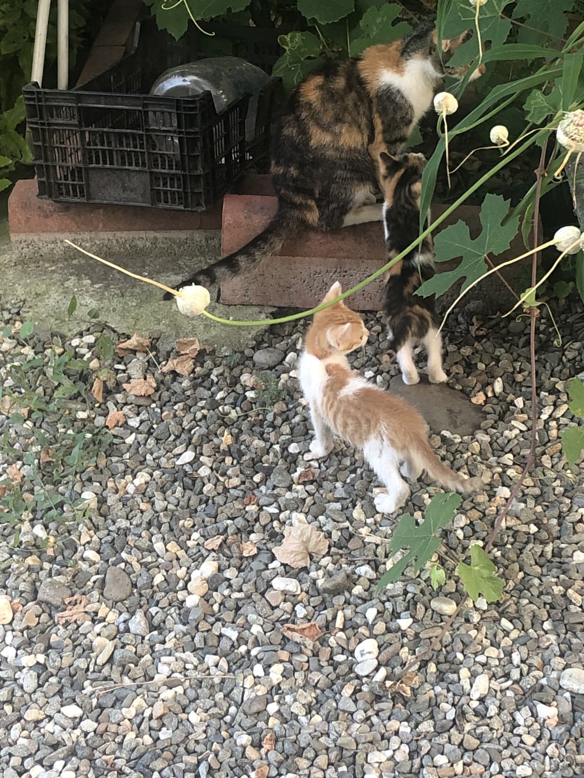 Vorrei giocare con i gattini piccoli ma non stanno con me 