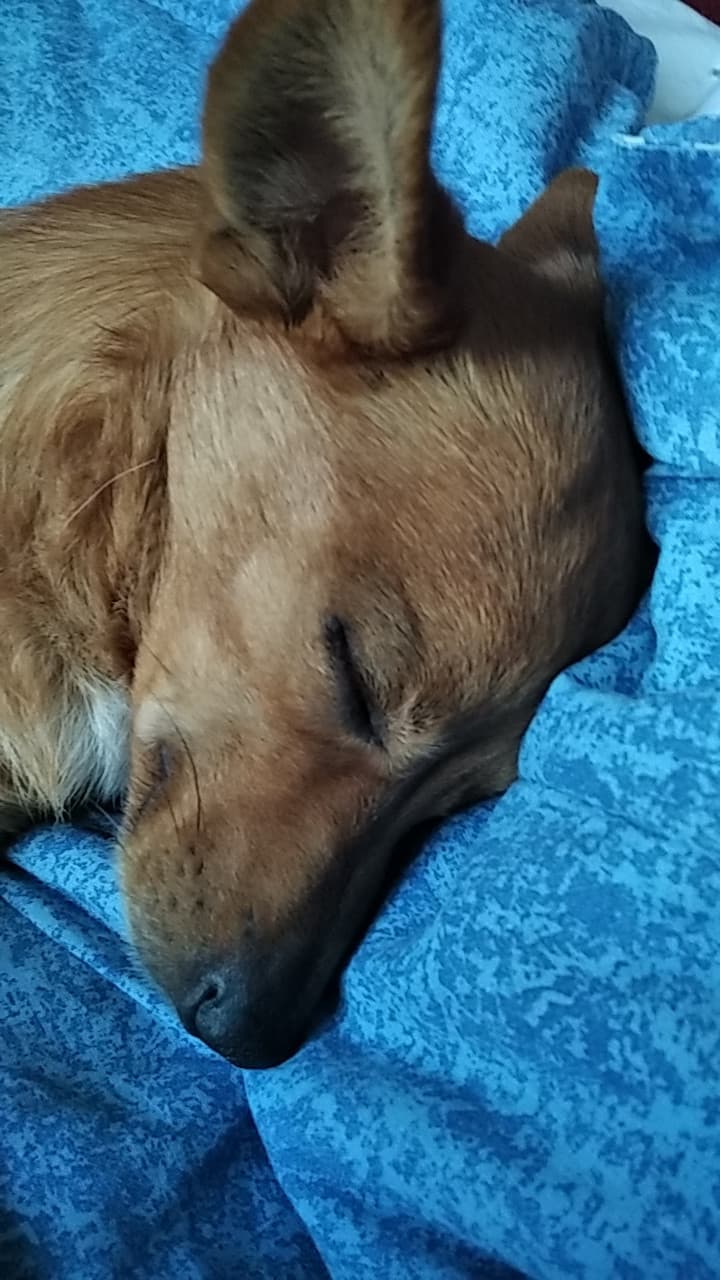 Il mio cane è bello 