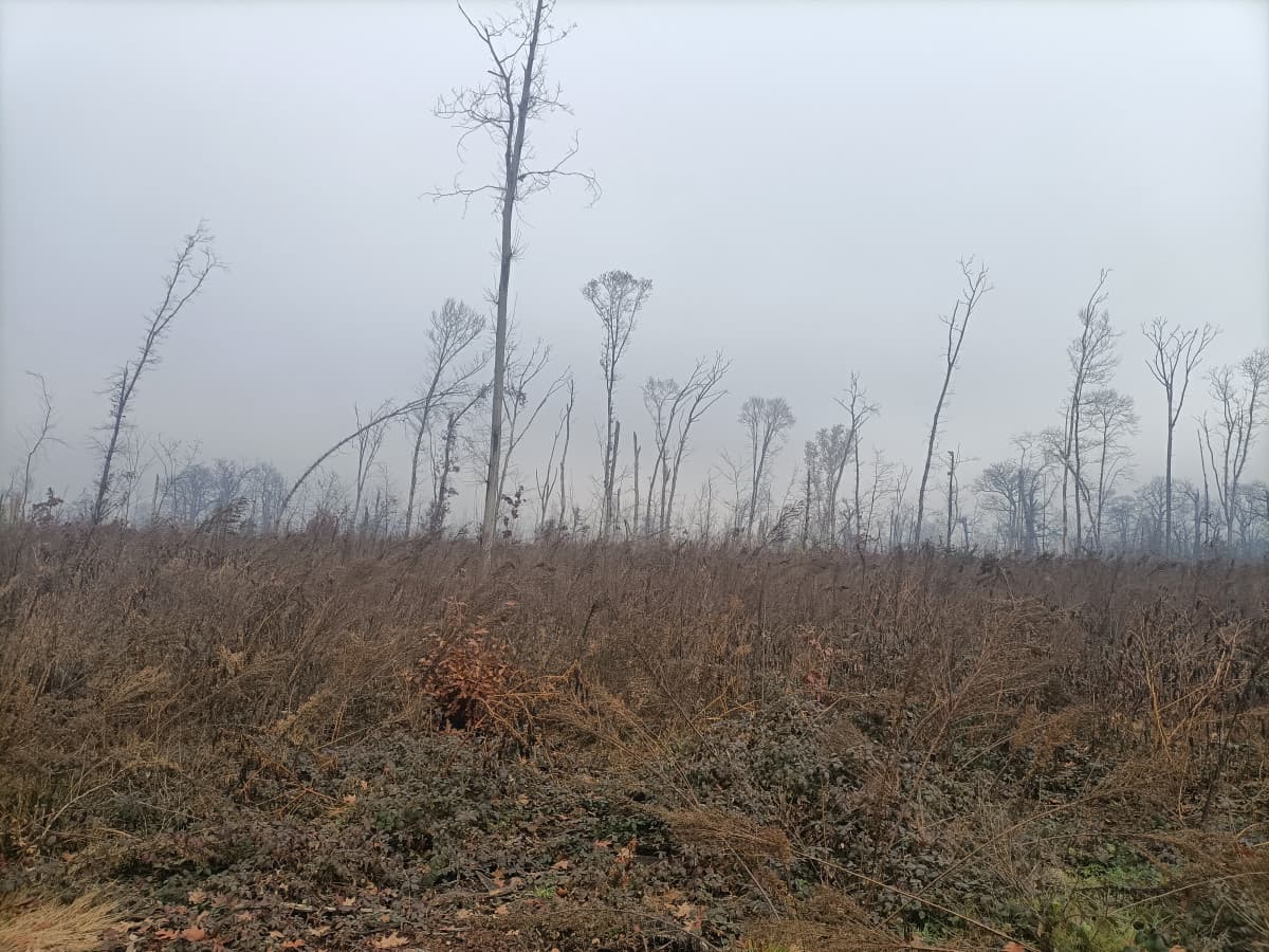 Oggi sono andata a farmi una passeggiata nel Bosco Bello, il bosco dell'autodromo... o quello che ne resta 😟