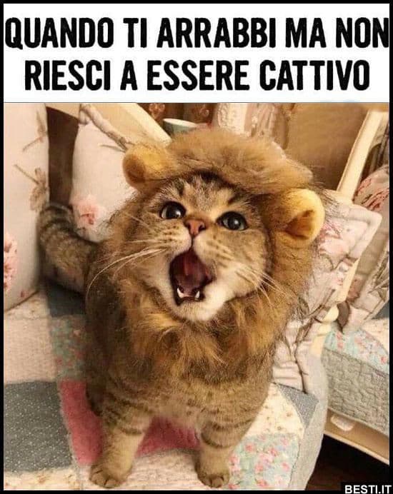 Meme 