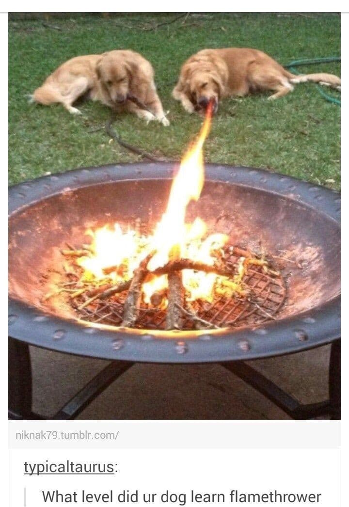 Il mio cane fa la stessa cosa ma dal cülo