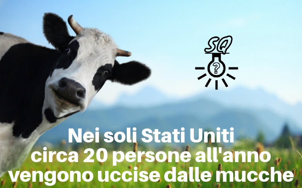 Le mucche della Milka avranno fatto una strage in questi ultimi anni  