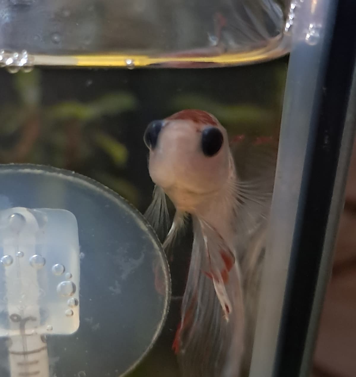 questo è il mio patatino bellissimo, salutatelo.