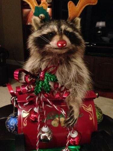 Buon natale, bacini e baciotti