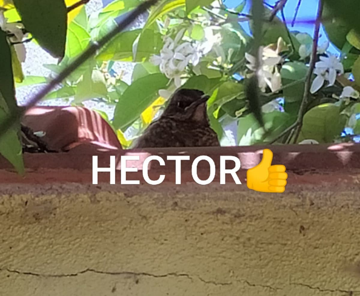 HECTOR👍