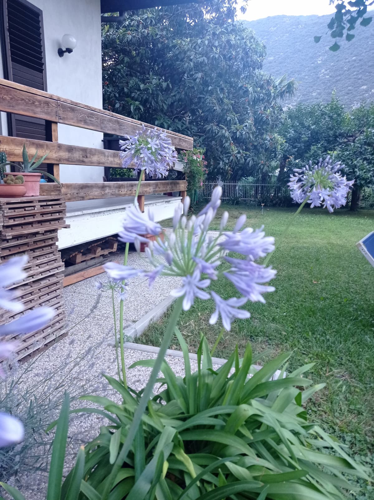 Giardino di casa mia pt.28 ????