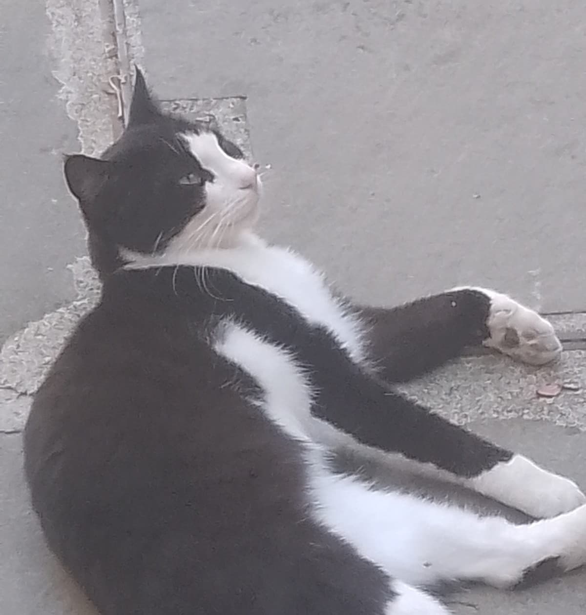 Comunque mostro anche a voi uno dei gatti del mio paesino