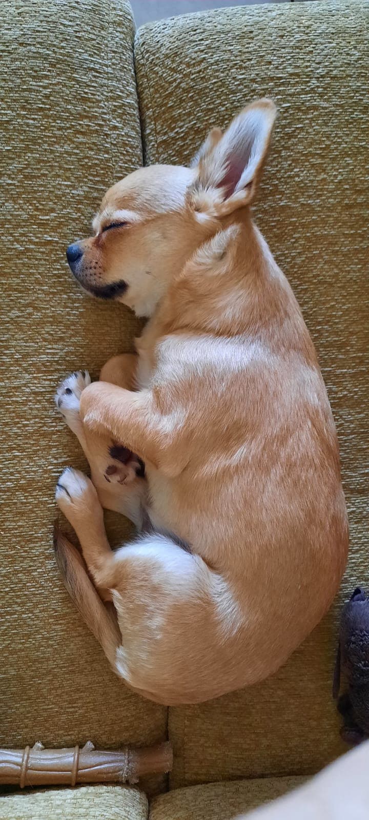 Il cane si addormenta sempre presto e mia madre mi romoe i coglioni che vuole andare a dormire perché la mattina poi si sveglia presto