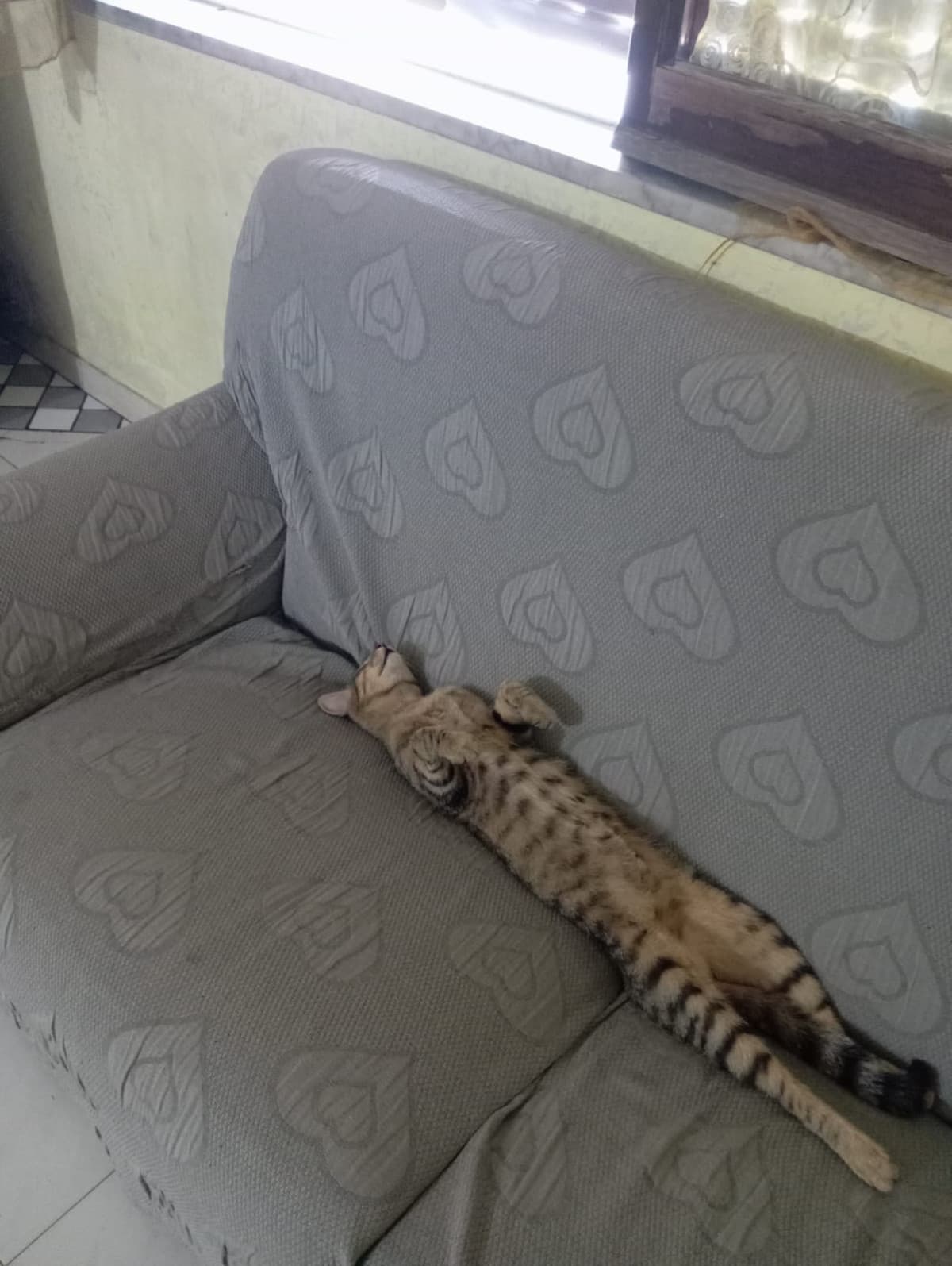 Io esco il gatto
