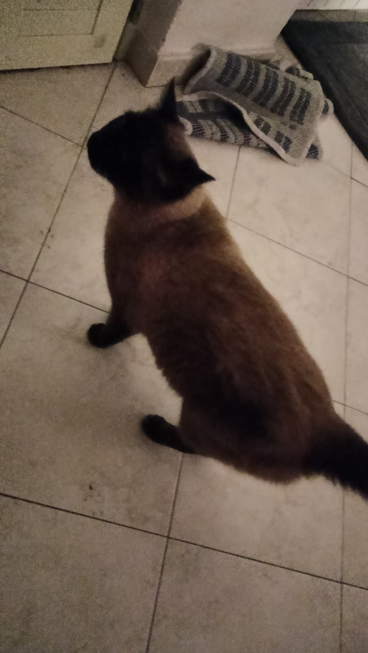 il mio gatto sta diventando sempre più nero 