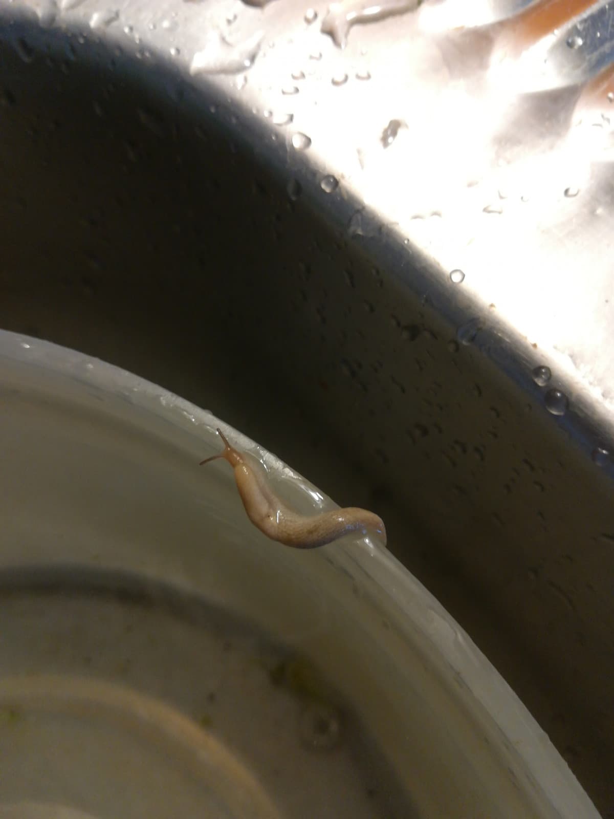 Lumaca