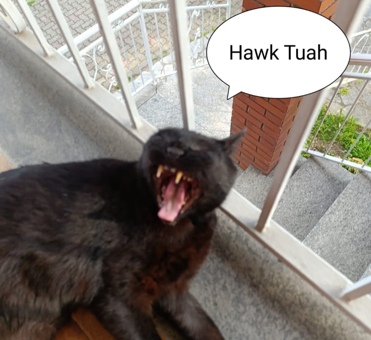 Mia mamma ha provato a fare un meme (Ha scoperto quello dell'hawk tuah) con il nostro gatto