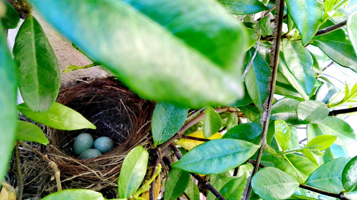 Ho trovato questo nido con delle uova di merlo nel mio cortile