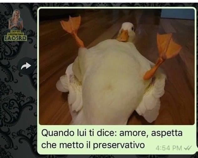 Papere, così umane. 
