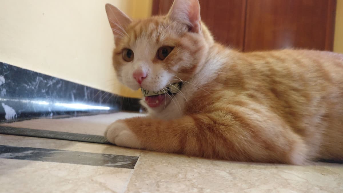Situazione di ieri sera: torno da due giorni con il mio moroso, torno e mio padre è sparito perché ha litigato con mia madre...