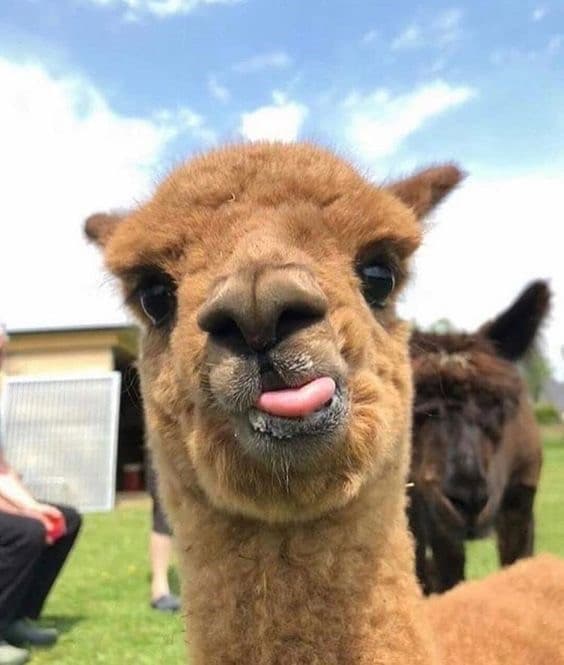 gli alpaca sono troppo belli 