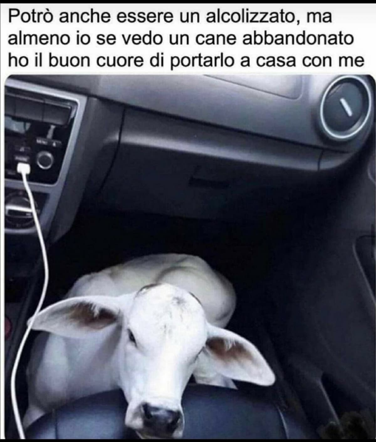 Ah un cane...