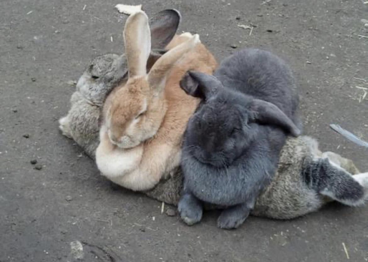 🐰