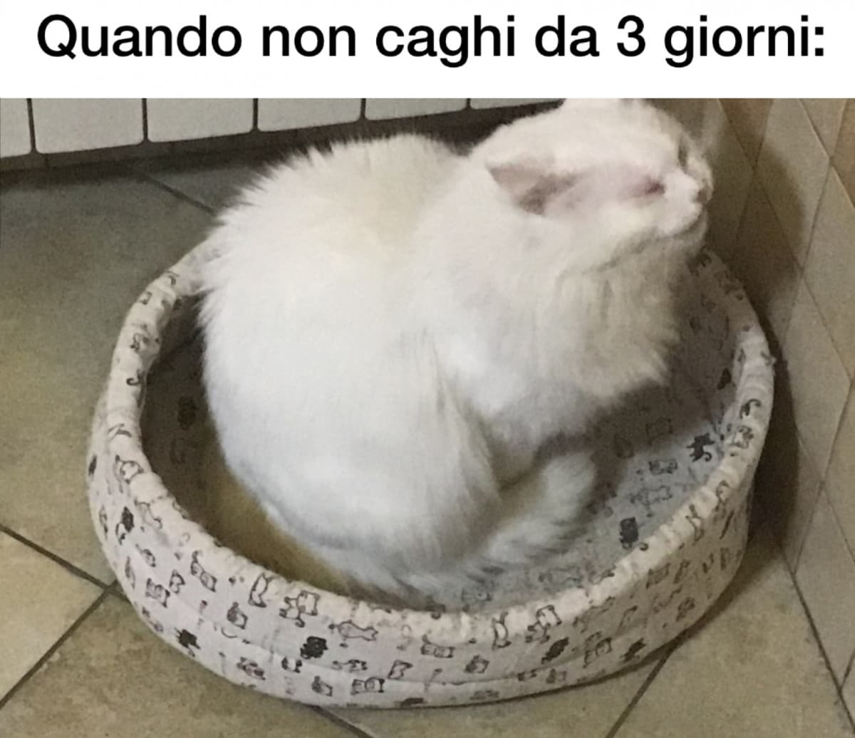 Chi prova a fottermi il template è morto. Il mio gatto è solo mio.