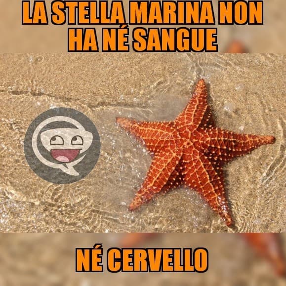 L'inutilità fatta a stella ?