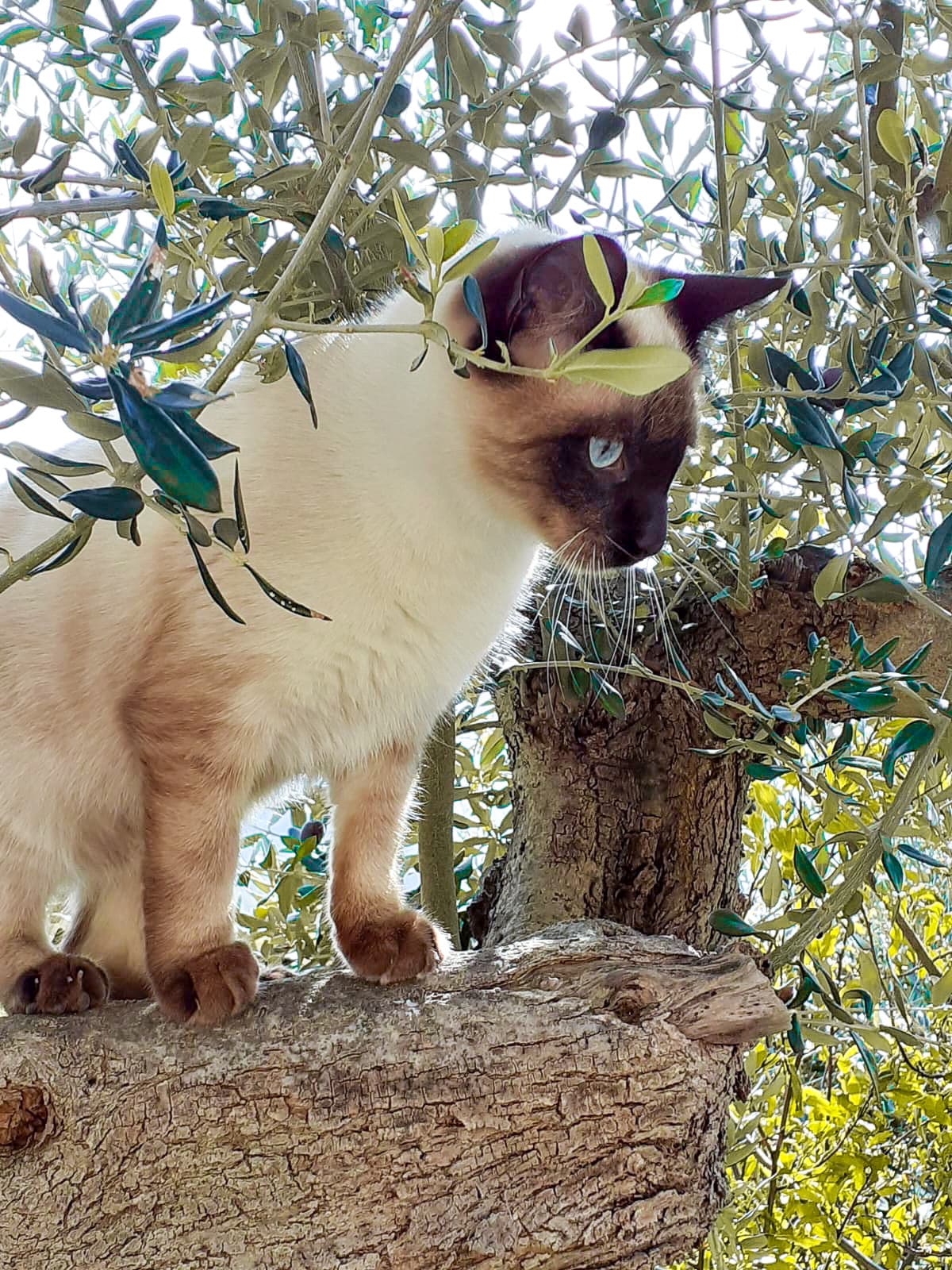 ecco il gatto che alle 7 di mattina mi ha svegliata 😇