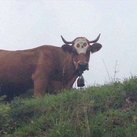 L'autista per me era un po' esaltato.