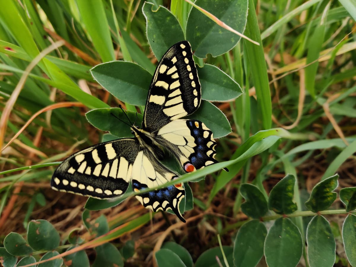 Farfalla bellissima trovata nel campo vicino casa mia