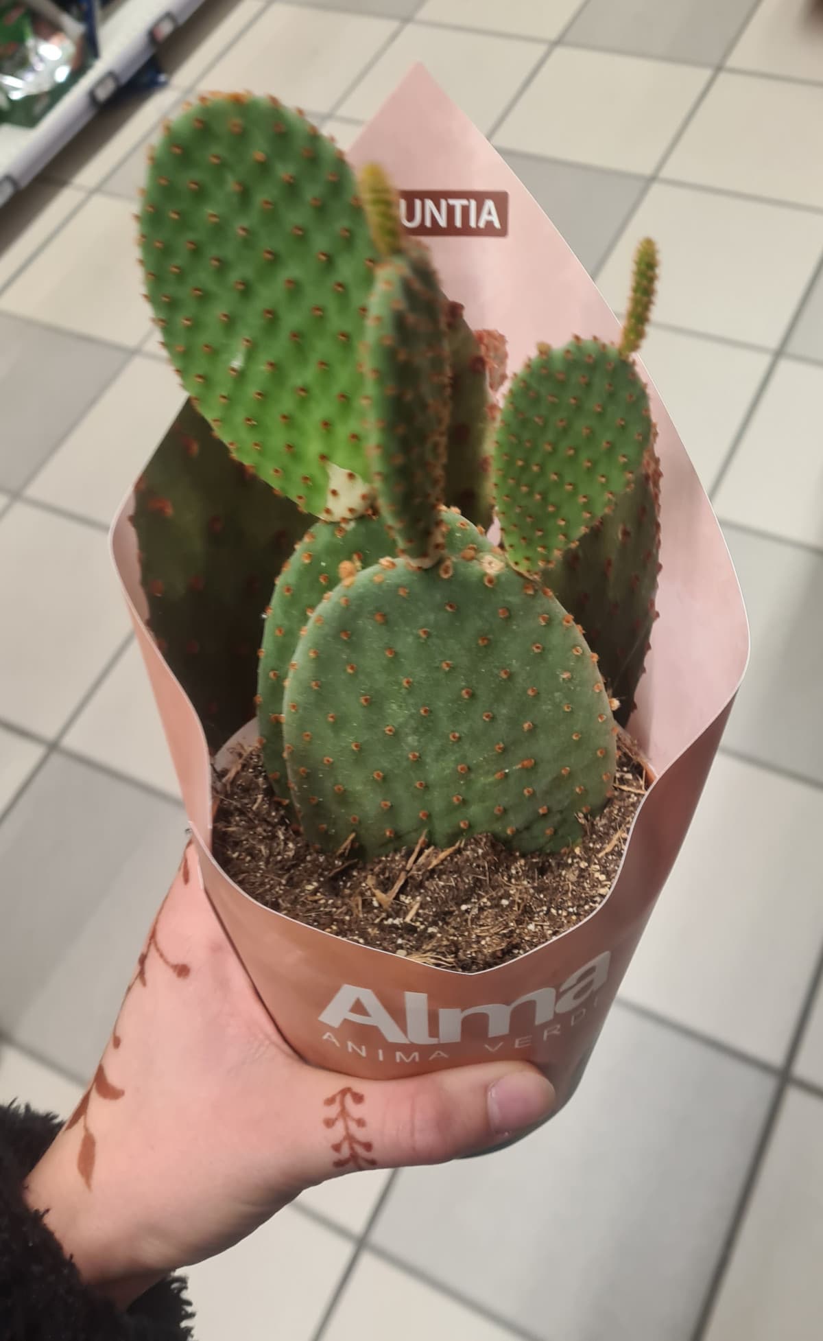 Da oggi abbiamo un nuovo arrivato 🌵