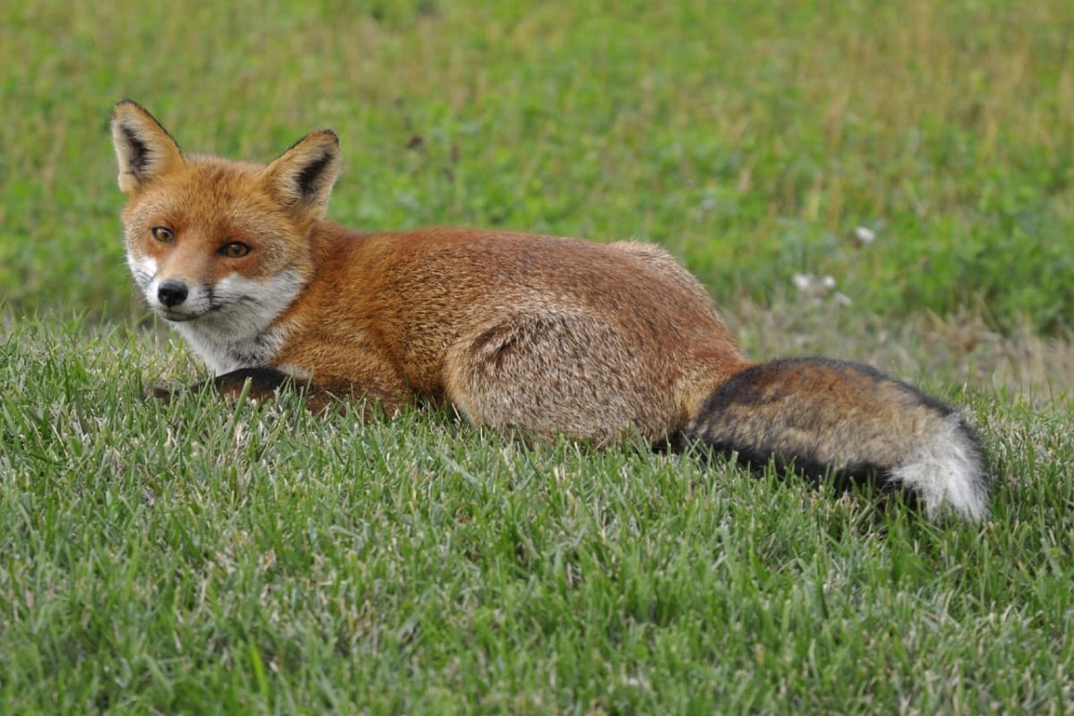 Ho voglia di fare una top su alcuni miei animali preferiti (alcuni perchè di sicuro me ne sarò dimenticata 1/3) farò uno shout per animale perché mi sono accorta di aver esagerato