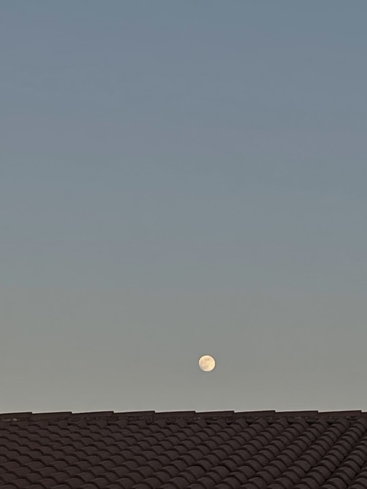 nonostante siamo solamente a metà gennaio, mi sembra già che la primavera sia alle porte 
