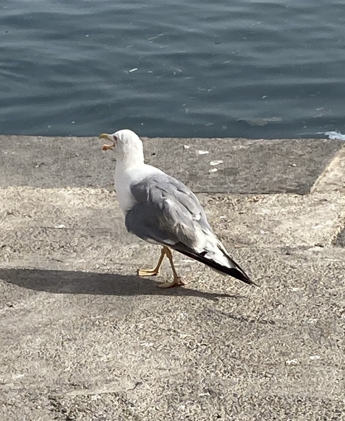 se fossi più magro sarebbe tutto migliore— devo arrivare ai 40 kg e me ne mancano tipo più 10 kg per arrivarci che palle 