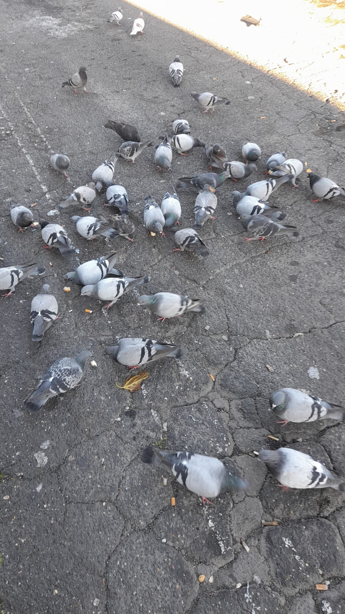 ho beccato er cazzo de uomo dei piccioni di anagnina ma io me sparo in gola voglio solo tornare a casa bastaaa.