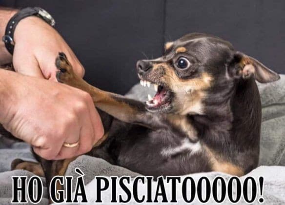 Il mio cane in questo momento: