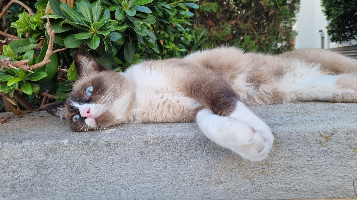 Lina gattina e le sue pose
