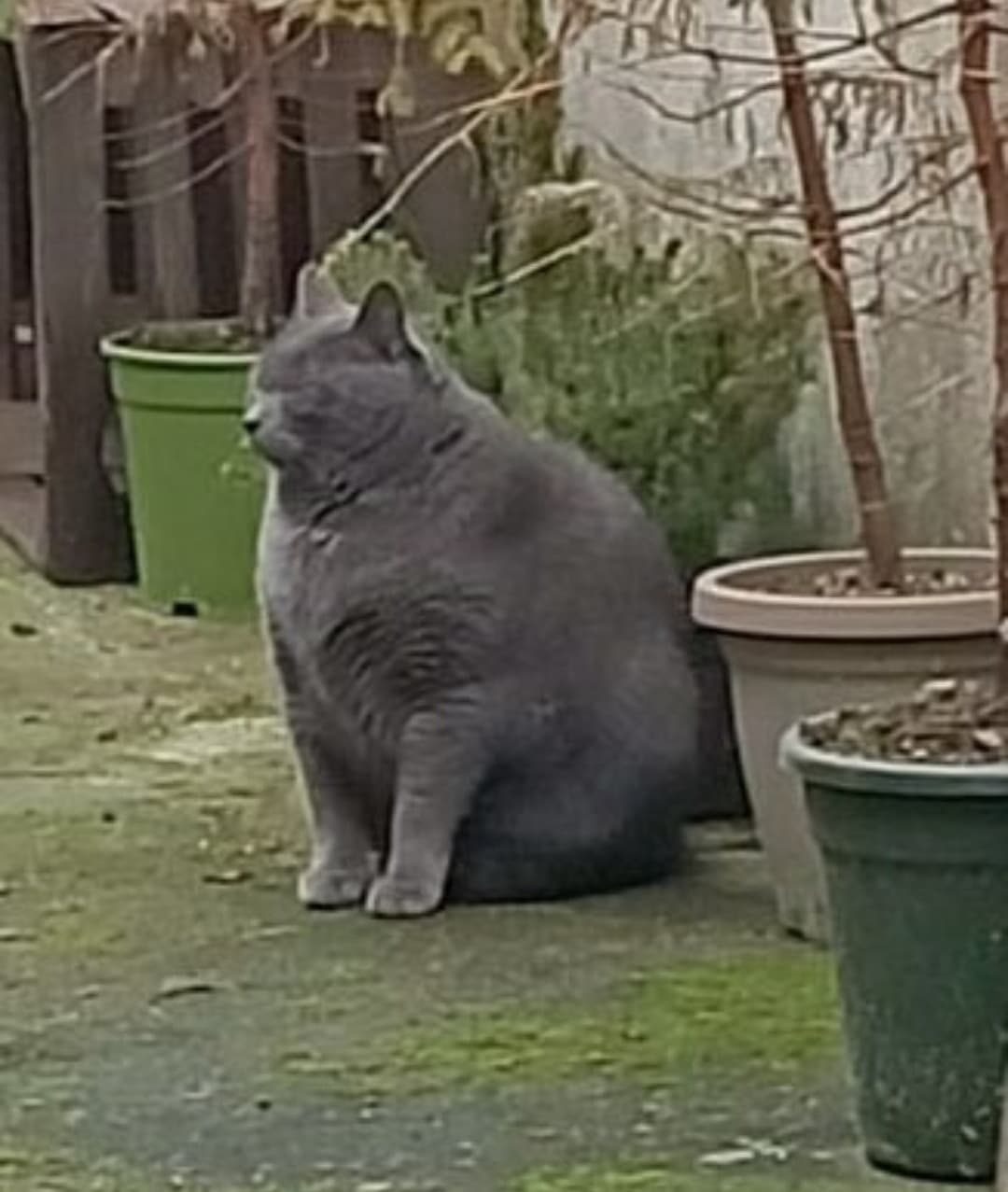 Beccatevi Cesare. Il Gatto obeso