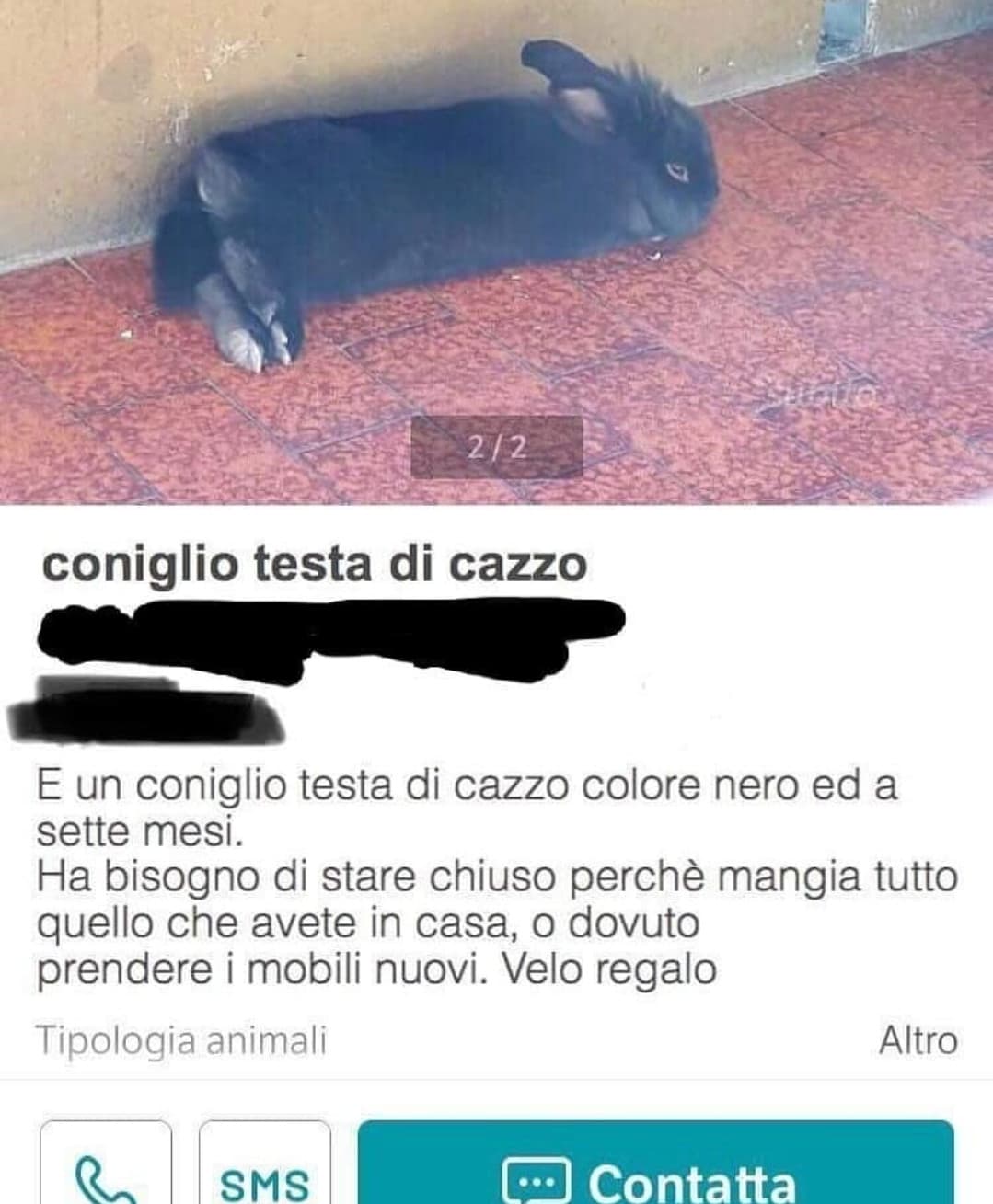 Quanto è cutee?