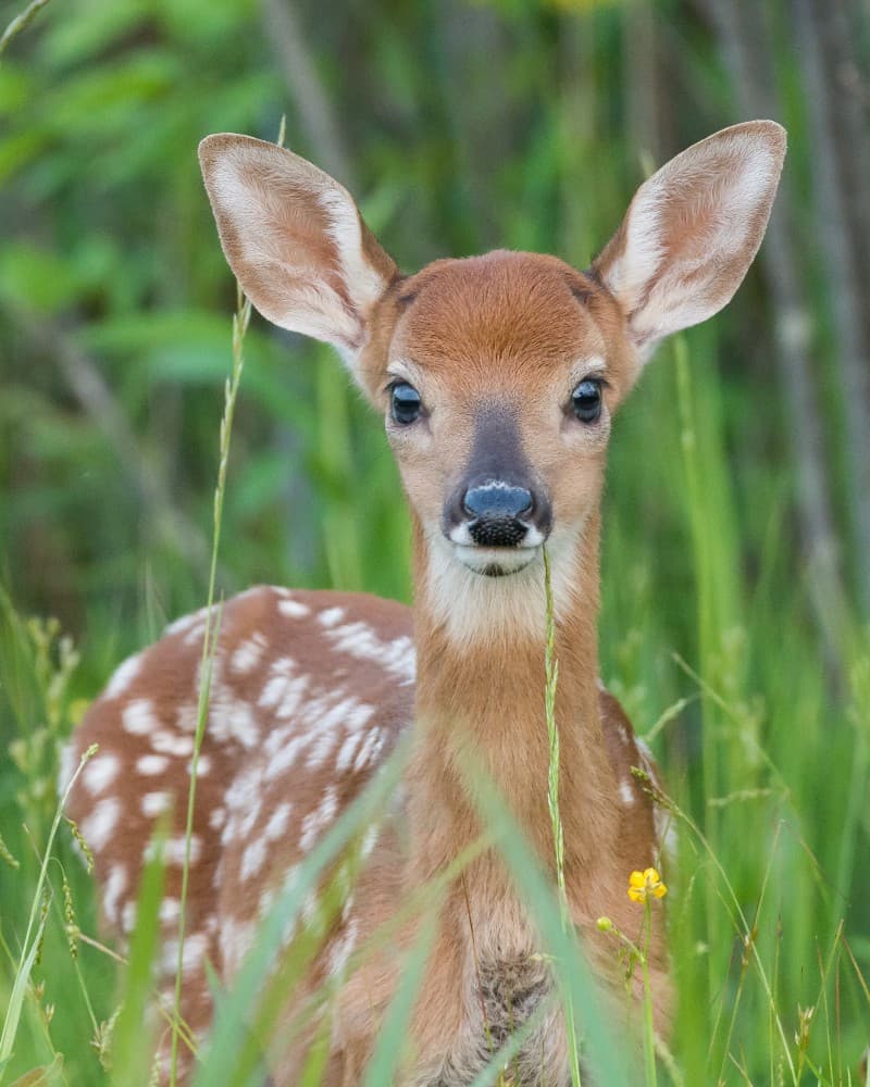 Vi voglio raccontare una cosa sugli animali... e sugli animalisti.