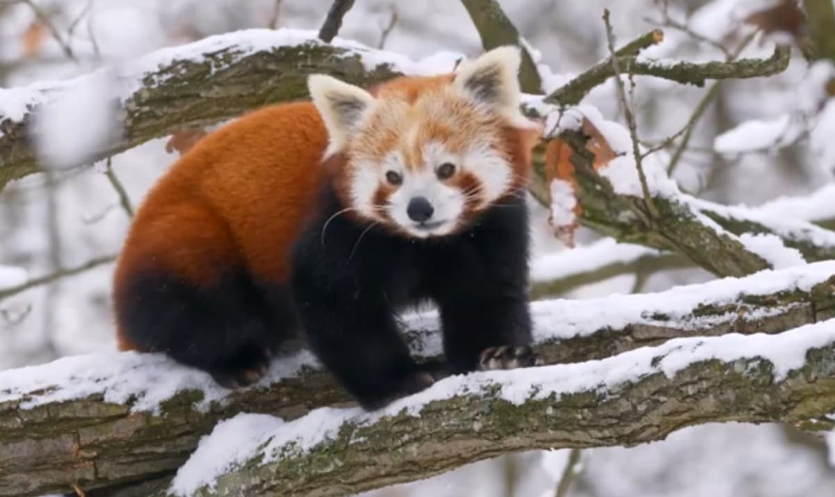 Il panda rosso in lingua cinese è anche conosciuto con il nome di "volpe di fuoco"