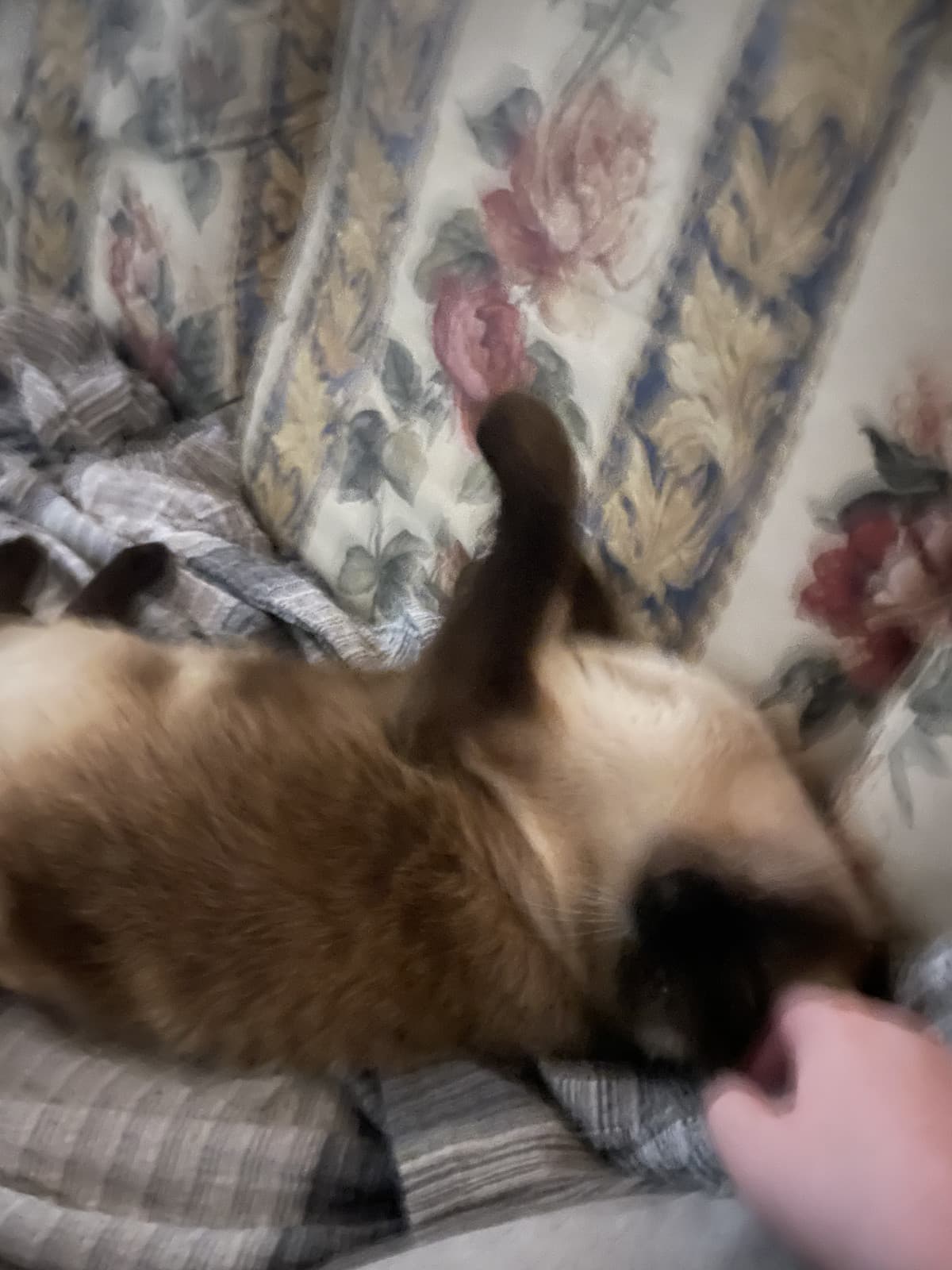 quando coccolo il gatto del mio ragazzo va tipo in estasi, non risponde più ai segnali lmao