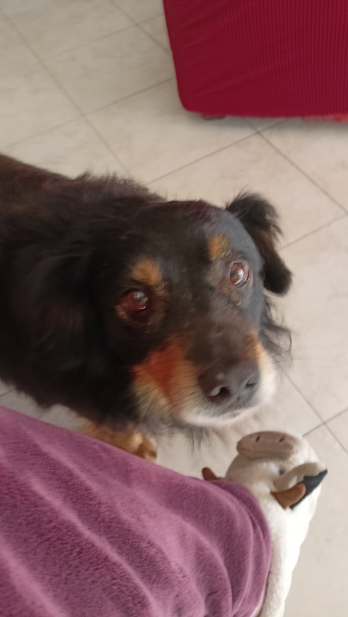 il mio cane è troppo carino, va a fare la passeggiata mattutina e poi torna per le coccole 