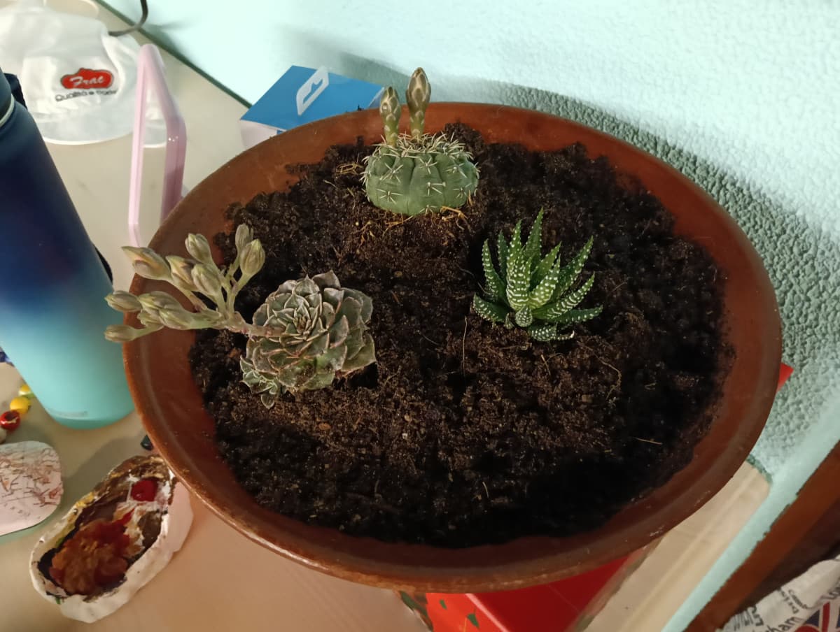 L'inizio del mio vaso di piante grasse