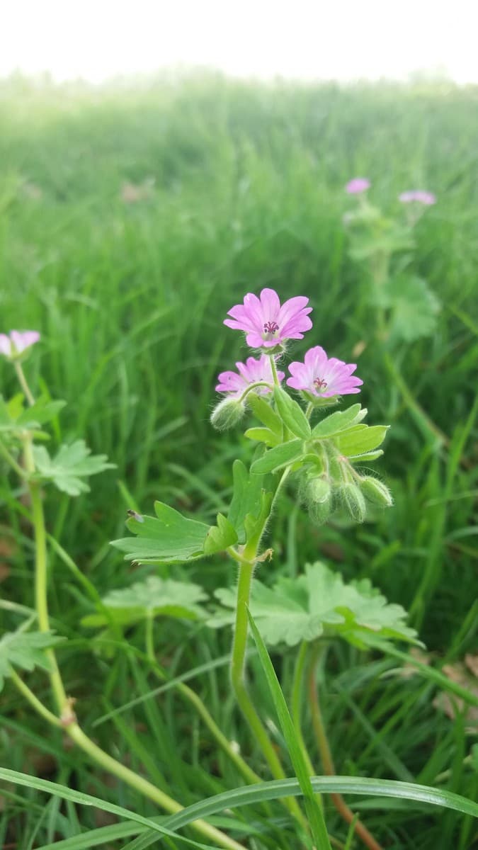 Nella mia scuola ci sarà un concorso di foto e io vorrei partecipare.Mi piacerebbe ricevere un parere sincero sulle foto.Secondo voi vale la pena provare? 