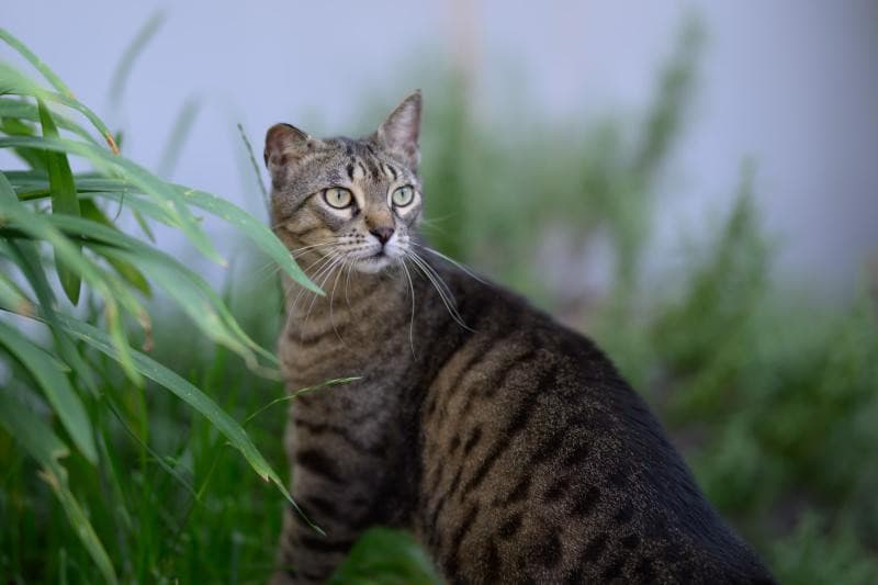 Ecco il gatto che vi avevo promesso 