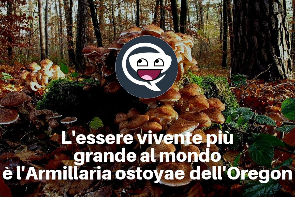 Per voi qual'era l'essere più grande al mondo?