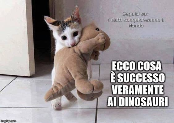 Inizio a spammare gattini 