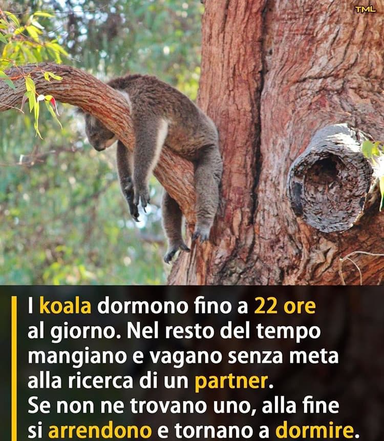 Io che scopro di essere un koala: ???