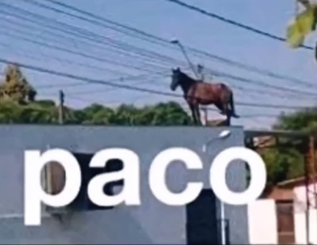 Paco