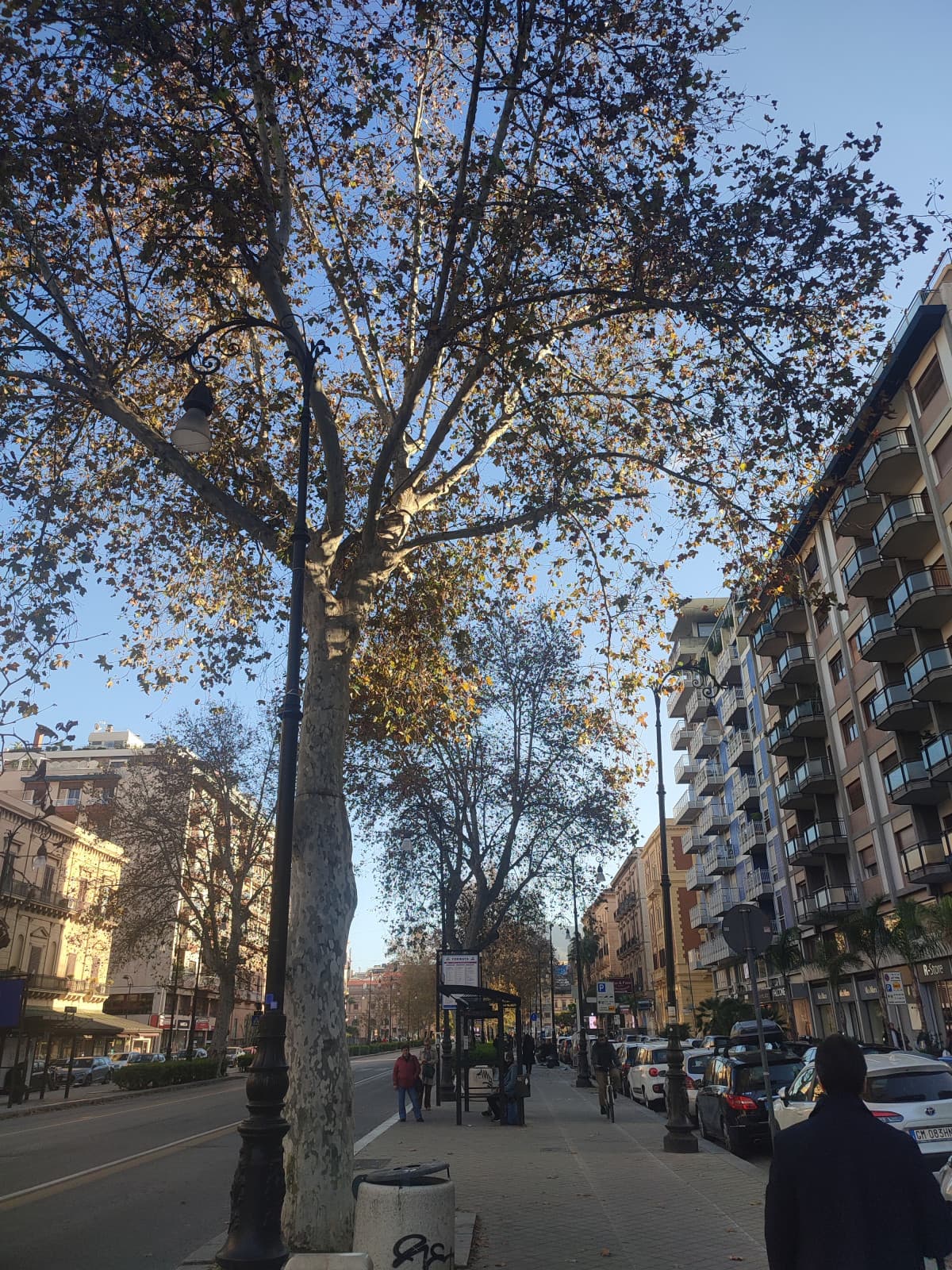 Comunque Palermo è stupendaaaa, sarà una città caotica per carità ma a me piace un botto CIOÈ PURE GLI ALBERI SON BELLI GUARDA QUA 