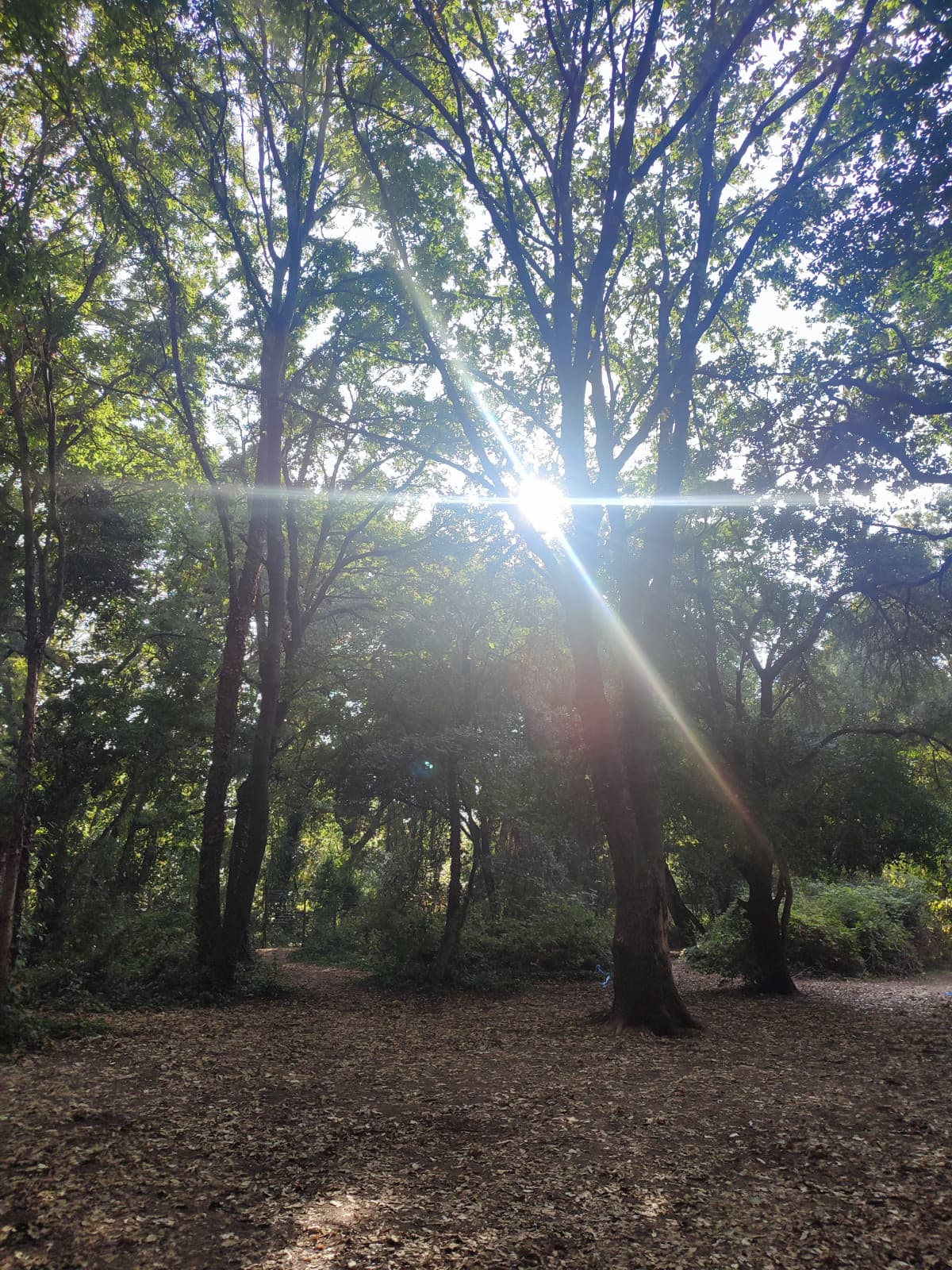 Sono seduta stile ninfa/fauno su un albero e i bimbi i bicicletta mi salutano che carini