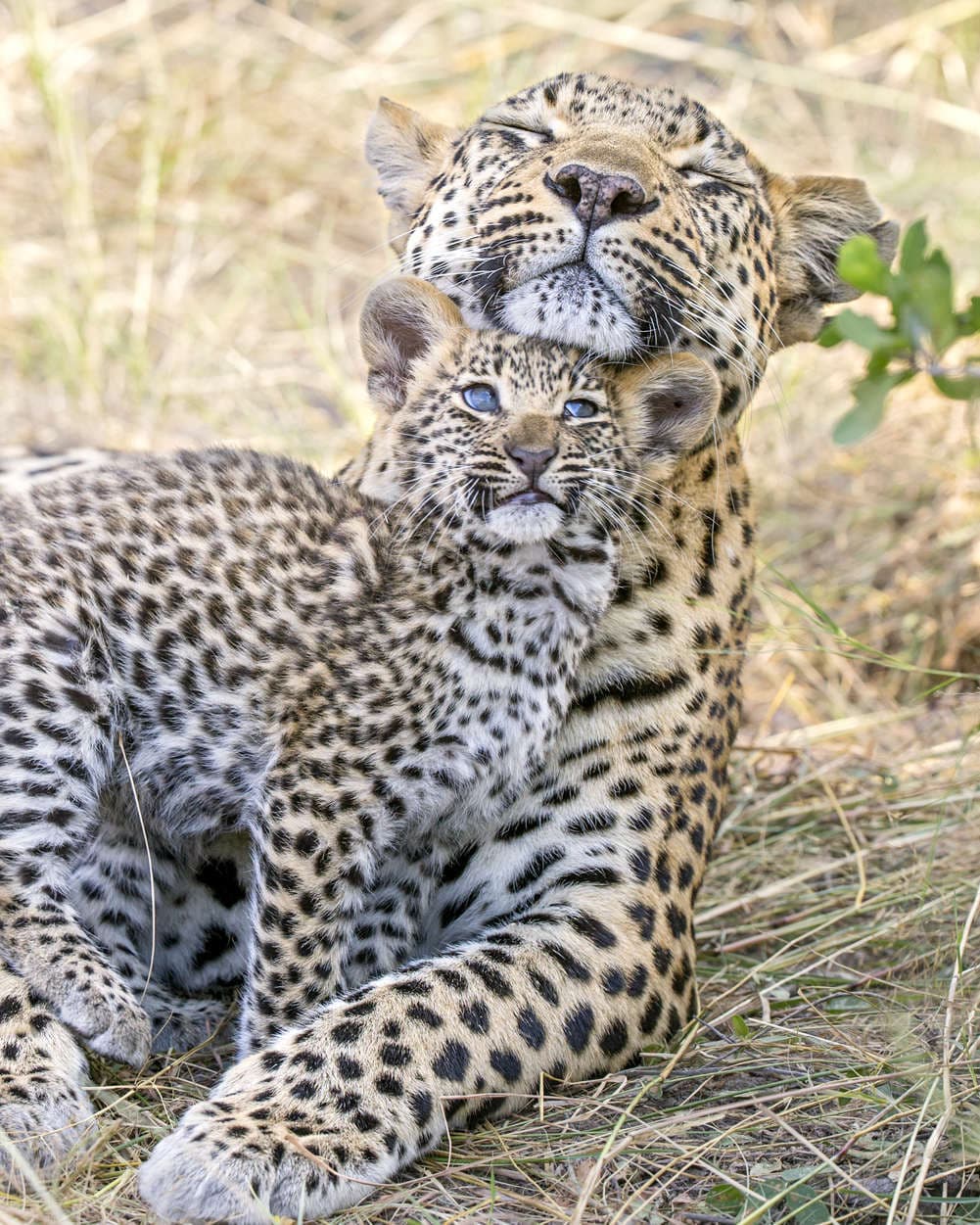 Leopardo africano